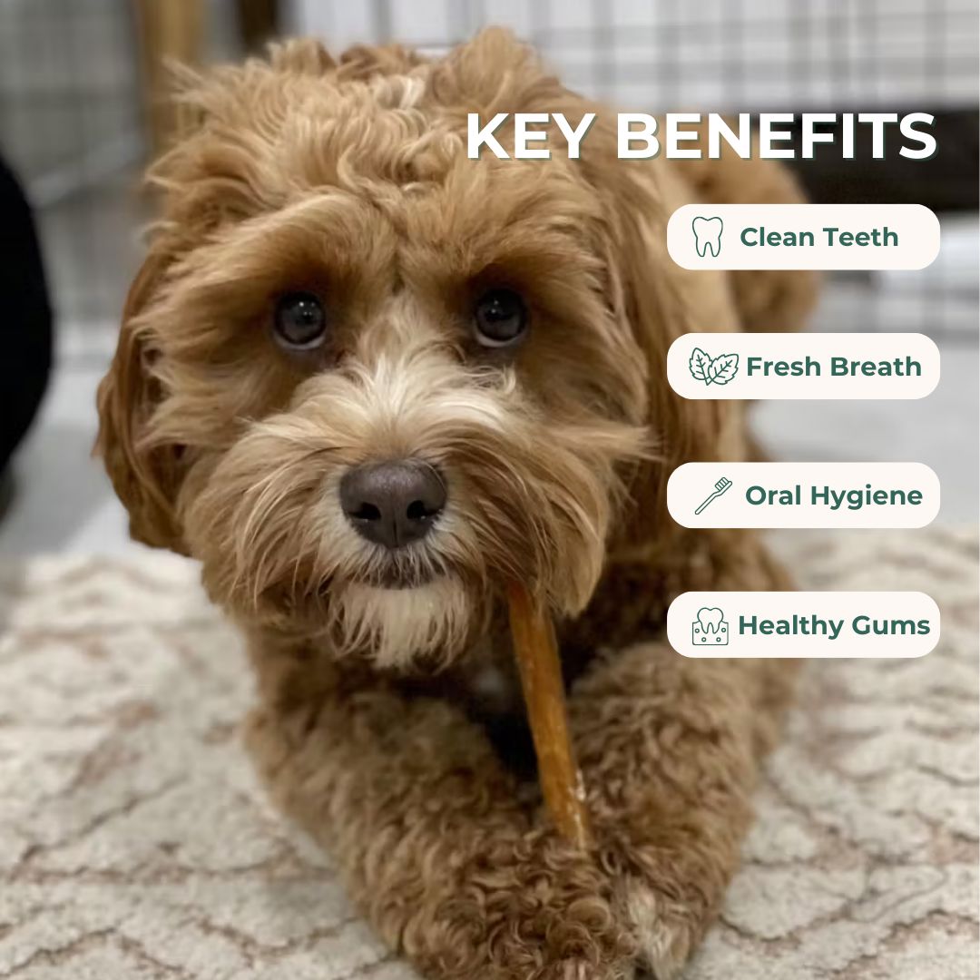 Beef Tendon Dental Chew Dog Treats Pet Snacks